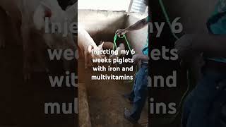 injecting 6weeks piglets with iron and multivitamins [upl. by Coheman]