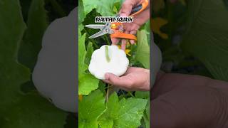 Most Beautiful Squash Variety shorts beautiful growth garden [upl. by Dawn]