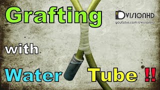 GraftingApproach grafting with water tube animation [upl. by Radcliffe]