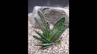 Gasteria carinata [upl. by Sherye]