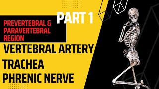 Prevertebral amp Paravertebral region Part 1  Phrenic nerve  vertebral anatomy mbbs lecture [upl. by Eylloh247]