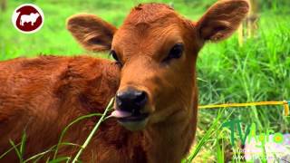 Producción Lechera con Enfoque Ambiental y Ecológico  TvAgro por Juan Gonzalo Angel [upl. by Aiksa]