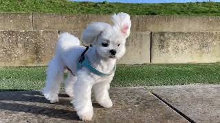 A DAY IN THE LIFE OF MALTESE PUPPIES [upl. by Prudie361]