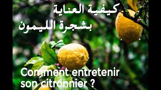 Comment Entretenir son Citronnier  كيف نعتني بشجرة الليمون [upl. by Christabella736]