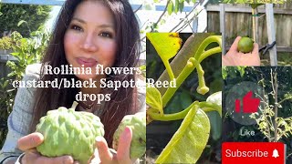 Rollinia flowers  custard dropped  Reed Testing black Sapote 🌼🇦🇺😊 [upl. by Nutter]