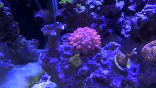 75 Gallon Saltwater Reef Aquarium 1 Year Update [upl. by Edahsalof23]