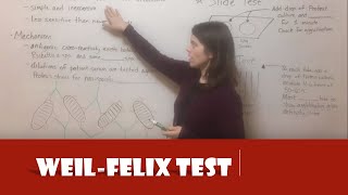 WeilFelix Test [upl. by Annerahs]