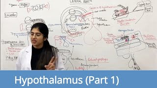 Hypothalamus Part 1 Dorsomedial Ventromedial Paraventricular Supraoptic and Arcuate nucleus [upl. by Tammie]