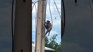 Hum adrak ka swad nhi jantelove shorts comedy funnyvideo bandar monkey monkeyvideo [upl. by Analat861]