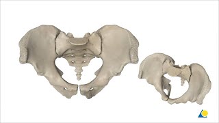 Pelvis  Sacroiliac Joint and Pubic Symphysis Disruption  Reduction and Fixation Methods [upl. by Nwahsaj495]