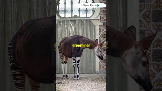 The Mysterious Okapi Natures Hybrid wildlife [upl. by Chilson]