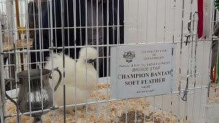 Poultry at Nidderdale Show 2024 🏆🐓 [upl. by Englebert]