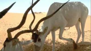 Addax in the Sahara Desert [upl. by Ellehs]