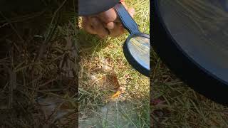 Making fire with a magnifying glass [upl. by Jerry]