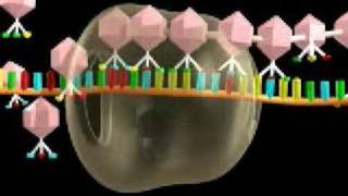 DNA transcription [upl. by Anaejer]