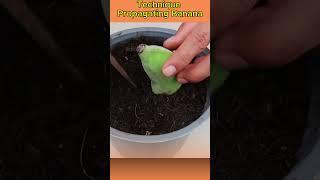 Special Technique for Propagating Banana  Home Garden [upl. by Johannah396]