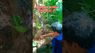 REVIEW BAKALAN BONSAI HARGA 10 JUTA [upl. by Nevad477]