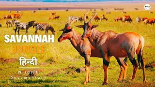 सवाना जंगल Africa  हिन्दी डॉक्यूमेंट्री  Wildlife documentary in Hindi [upl. by Fai265]