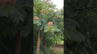 Mimosa tree producing seeds mimosa horticulture farmstead startingtrees [upl. by Araht]