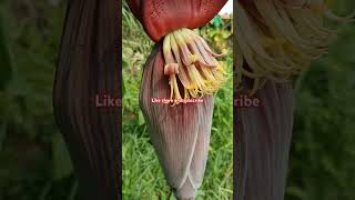 naturegardenflowersbanana farmingorganicvillage farmingnatural organic farming [upl. by Daphna542]