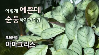 아마그리스  작고 예쁘고 쉬운 식물 [upl. by Gisella]