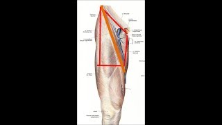 Anatomie de la région inguinale [upl. by Gayel]