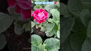 Season Last gloxinia flower trendingshorts flowers flowertypes flowervarieties gloxonia [upl. by Pouncey]