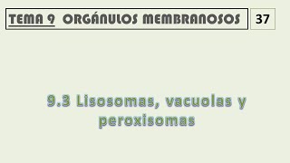 93 LISOSOMAS VACUOLAS Y PEROXISOMAS [upl. by Vacuva]