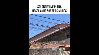 SOLANGE A DOGUINHA DOS MUROS [upl. by Darrell]