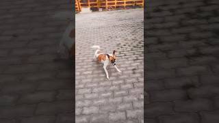 Dog games start youtubeshorts shorts dog doglover pets [upl. by Davita]