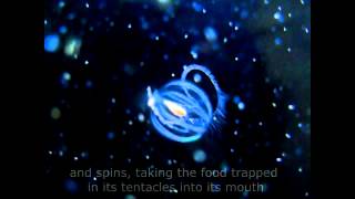 Sea Gooseberry Pleurobrachia bachia Feeding [upl. by At]