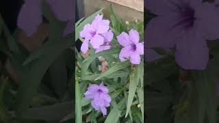 Ruellia simplex the Mexican petunia flowers garden shorts [upl. by Atiek]