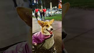 Nayuki’s night stroll in Bonifacio High Street corgilove doglover corgifun pets [upl. by Slotnick769]