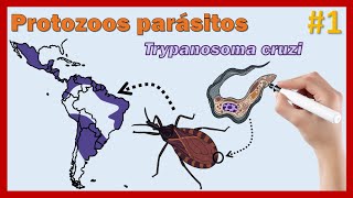 1 Protozoos parásitos Trypanosoma cruzi [upl. by Modie]