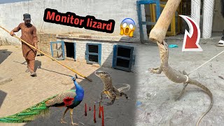 Monitor Lizard Ne Hamla Kr Diya 😱 Shahzad Aslam Pets [upl. by Puiia]