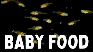 What to Feed Baby Fish Top Foods for Fry [upl. by Rist]