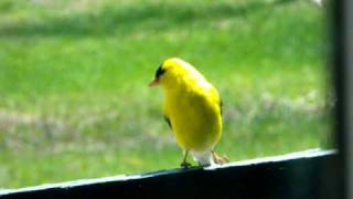 Chardonneret Jaune mâle Roselin Pourpré dans un petit plat de graines installé sur la galerie [upl. by Ydnak]