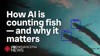 This company is using artificial intelligence to count fish [upl. by Charron382]