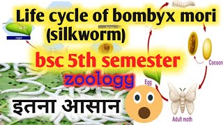 life cycle of bombyx mori bsc 5th semesterlife cycle of silkwormsericulture [upl. by Llednar]