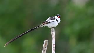 Pin Tailed Whydah  Singing contest  Flight [upl. by Rosa]