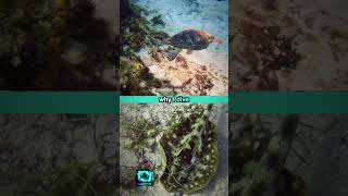 Why I Dive 19 scuba shorts Hawksbill Turtle   honeycombed cowfish yellow spotted ray scuba [upl. by Hellman]