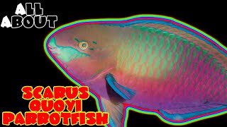 All About The Scarus Quoyi Parrot Fish or Greenblotch [upl. by Hadria302]