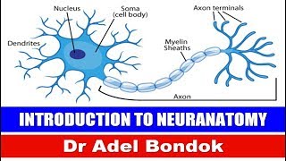 Introduction to Neuroanatomy Ventricular System and CSF Dr Adel Bondok [upl. by Yenahteb]