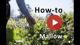 How to make marshmallows with mallow roots recipe [upl. by Eibbed782]