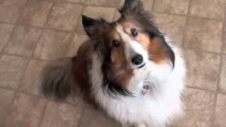 Guilty Sheltie [upl. by Asial]