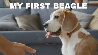 Beagle 101 A Familys Guide to Owning a Beagle [upl. by Olia]