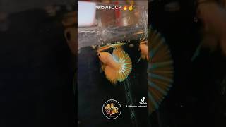 Yellow🟡 FCCP 🔥🤟😁 bettafish cupangindonesia komunitascupangindonesia bettaindonesia fccp [upl. by Eelyek]