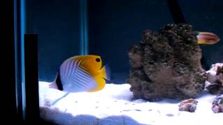 Auriga butterfly fish care [upl. by Chouest]