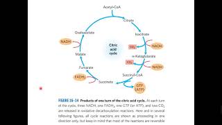 TCA and Glyoxylate Cycle [upl. by Alejandrina]