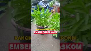 Tutorial tanam kangkung hidroponik ember dan baskom shorts [upl. by Lennahc]